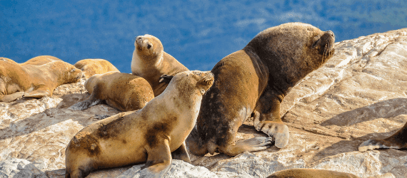 Os 6 animais mais famosos da Patagônia.
