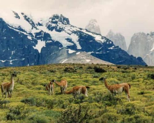 Guanacos,_Torres_del_Paine (2)